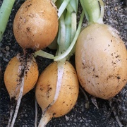 Yellow Radishes