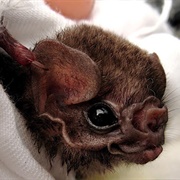 Hairy-Legged Vampire Bat