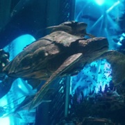 Giant Turtle