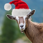 Yule Goat