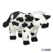 Signature Normande Cow