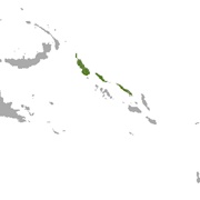 Sanborn's Flying Fox