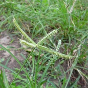 Egyptian Crowfoot Grass (Dactyloctenium Aegyptium)