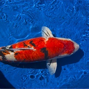 Koi Fish
