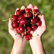 Picking & Eating Fresh Almonds and Cherries, Bulgaria