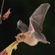 Long-Tongued Nectar Bat