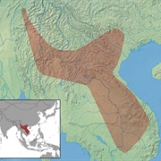 Titania's Woolly Bat