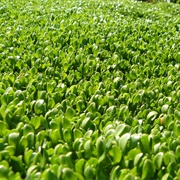 Blinks (Montia Fontana)