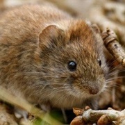 Meadow Vole
