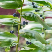 Solomon's Seal (Polygonatum Odoratum)