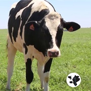 #8 Is Required to Post