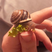 Snailcore