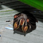Gervais&#39;s Fruit-Eating Bat