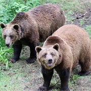 Wildwood Discovery Park, Herne, Kent, England
