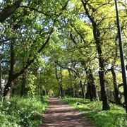 Sydenham Hill Wood