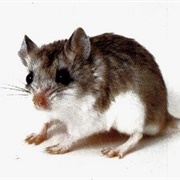 Northern Grasshopper Mouse