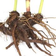 Lovage Root