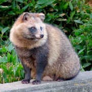 Japanese Raccoon Dog (Tanuki)