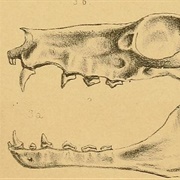 Angolan Epauletted Fruit Bat