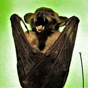 Dagger-Toothed Long-Nosed Fruit Bat
