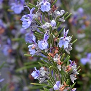 Blue Rosemary