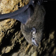 Pacific Sheath-Tailed Bat