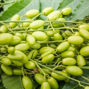 Neem (Azadirachta Indica)
