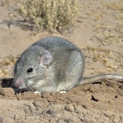 Southern Plains Woodrat