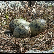 Laridae Eggs