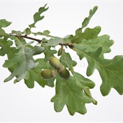 Oak Branch