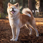 Japanese Akitainu