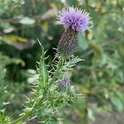 Creeping Thistle (Cirsium Arvense)
