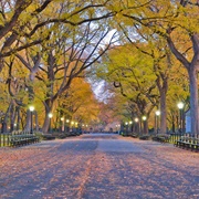 The Mall & Literary Walk, Central Park