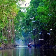 Tobago Main Ridge Forest Reserve, Trinidad & Tobago
