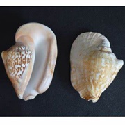 Strombus Latissimus