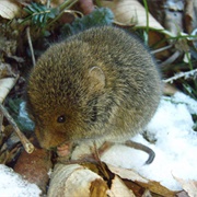 Rock Vole
