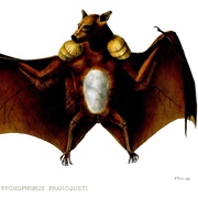 Franquet's Epauletted Fruit Bat