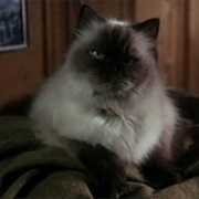 Sassy (Homeward Bound: The Incredible Journey, 1993)