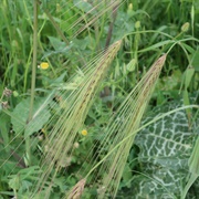 Wild Barley (Hordeum Spontaneum)