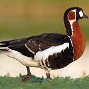 Red-Breasted Goose