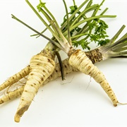 Parsley Root