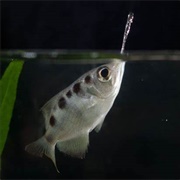 Archerfish