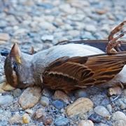 Facing Dead Bird on the Road