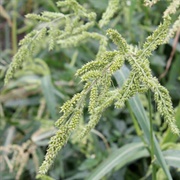 Cockspur (Echinochloa Crus-Galli)