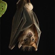 Lucas's Short-Nosed Fruit Bat