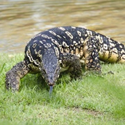Asian Water Monitor
