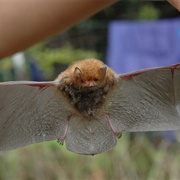 Whitehead's Woolly Bat