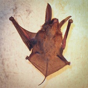 Madagascar Sucker-Footed Bat