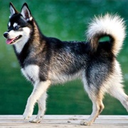 Alaskan Klee Kai