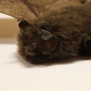 Long-Toed Myotis